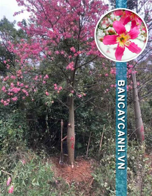 CÂY MỸ NHÂN- CEIBA SPECIOSA HÀNG ĐÁNH THẲNG ĐK 15-19CM